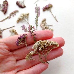 Set di fiori pressati di erica e achillea, piante botaniche essiccate, articoli per l'artigianato