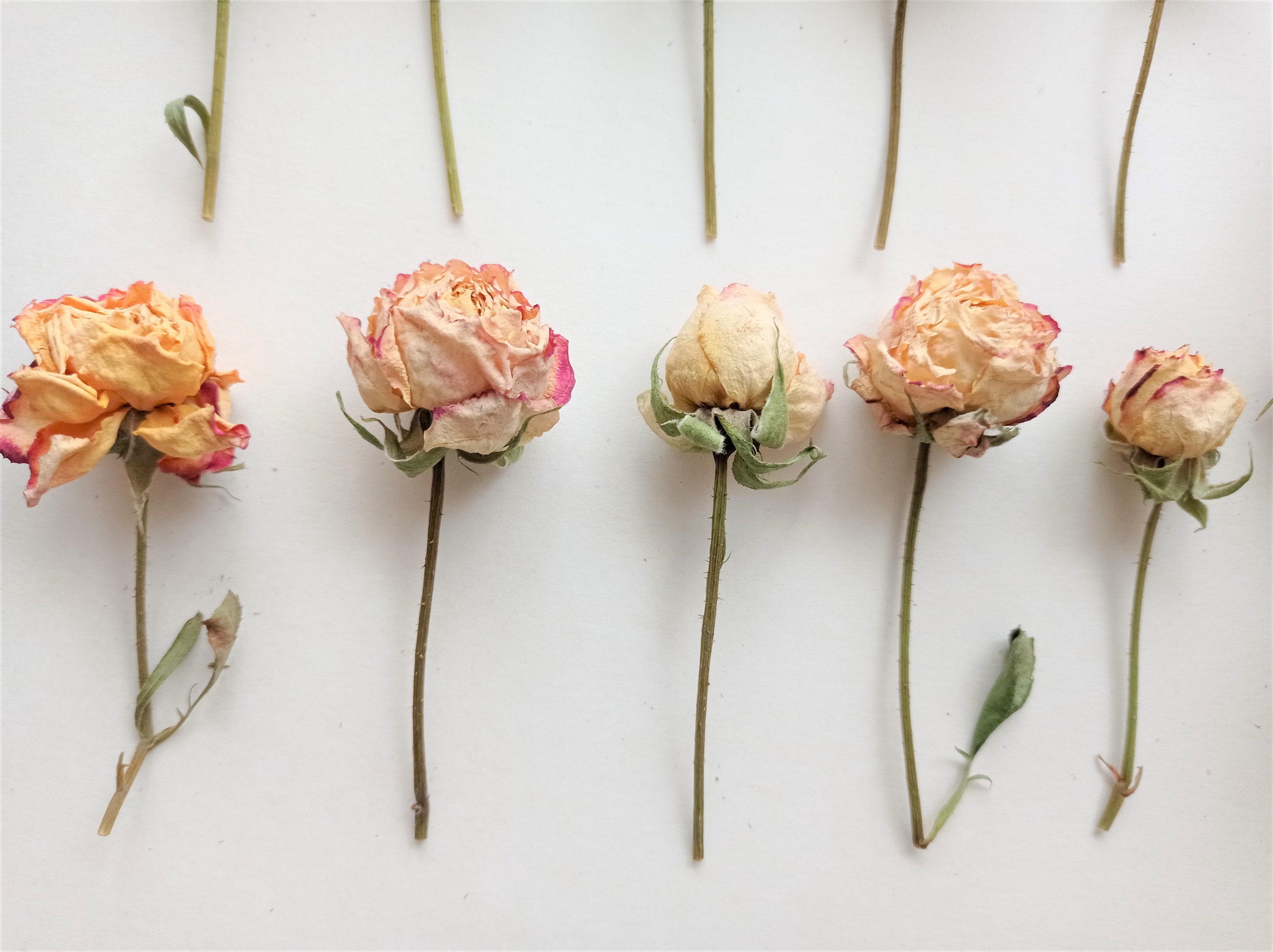 Real Dry Roses, Miniature Rose Buds, Dried Roses - Yahoo Shopping