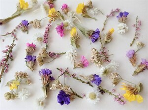 Fleurs Séchées Miniatures - Lot De 10 Bouquets Naturels Pour Bricolage, Résine, Scrapbooking Et Décoration Maison - Couleurs Vibrantes Et Durables