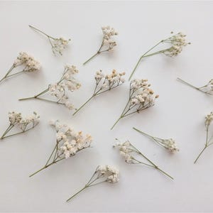 Pu&ograve; includere: Vista dall'alto di diversi rametti di fiori di gipsofila secchi, sparsi su una superficie bianca. I delicati, piccoli fiori bianchi e color crema sono disposti in una composizione naturale e ariosa, con steli verdi.