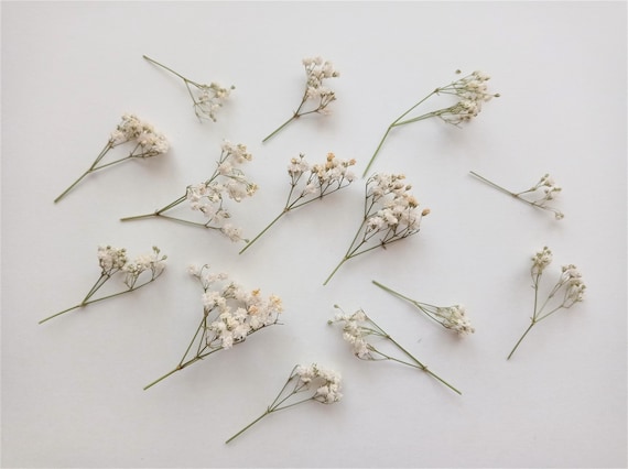 10 Creamy Beige Dried Baby's Breath Stems: Tiny Flowers for Resin Crafts