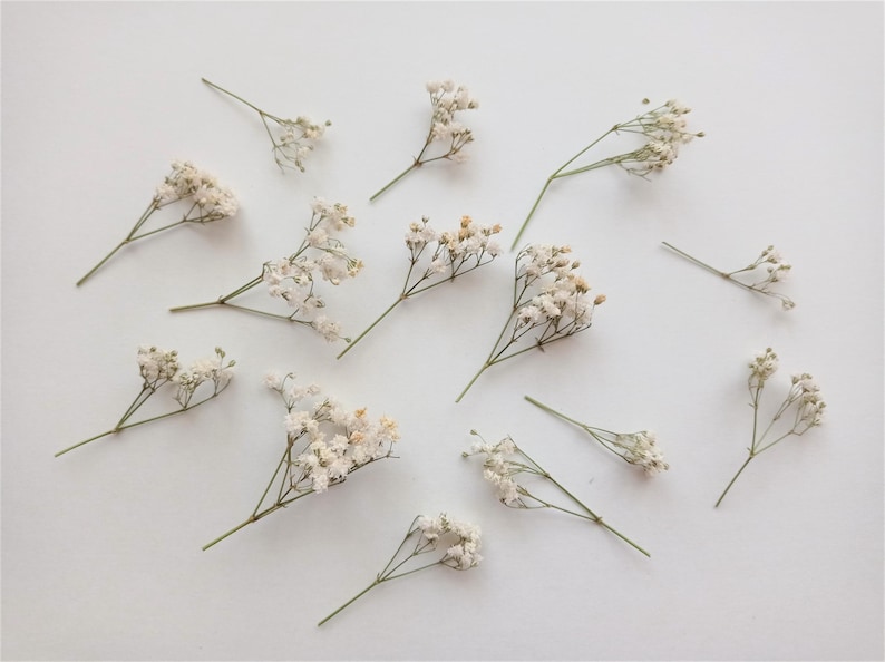 Pu&ograve; includere: Vista dall'alto di diversi rametti di fiori di gipsofila secchi, sparsi su una superficie bianca. I delicati, piccoli fiori bianchi e color crema sono disposti in una composizione naturale e ariosa, con steli verdi.