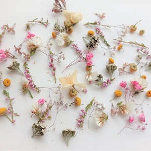 Piccoli fiori secchi per scatola in resina da 50 ml, Mini fiori secchi sfusi, Piccoli fiori assortiti per l'artigianato immagine 1