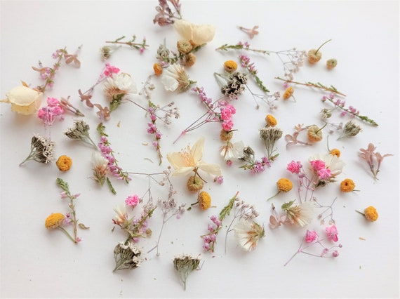 Assorted Real Dried Pressed Mini Flowers for Resin Jewellery or Nail A