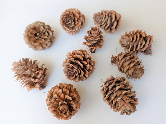 Small Pine Cones 20/40pcs, Tiny Larch Cones, Decorative Pine Cones 