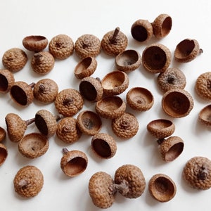50/100pcs dried acorn caps, Large acorn caps, Read oak acorn tops, Large acorn hats