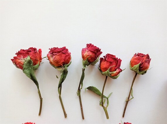 Small Deep Roses Small Pinkish Orange Roses