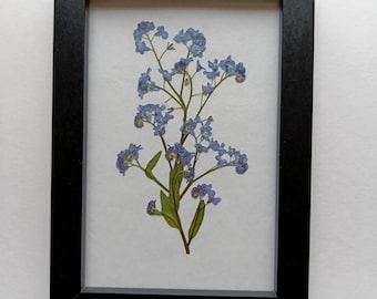 Flores de nomeolvides enmarcadas – Arte botánico de pared hecho a mano, flores secas reales