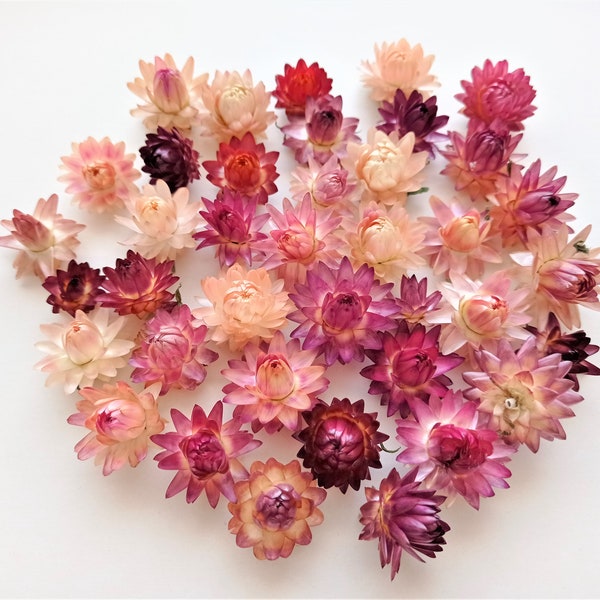 Tiny strawflowers 10pcs, Multicolor organic helichrysum, Small strawflower heads, Wedding decor flowers