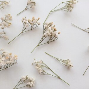 Pu&ograve; includere: Vista dall'alto di fiori di gipsofila secchi sparsi su una superficie bianca. I minuscoli fiori bianco-avorio sono raggruppati su sottili steli verdi, creando una consistenza morbida e ariosa. La composizione &egrave; semplice ed elegante.