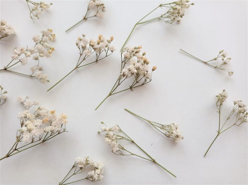 Pu&ograve; includere: Vista dall'alto di fiori di gipsofila secchi sparsi su una superficie bianca. I minuscoli fiori bianco-avorio sono raggruppati su sottili steli verdi, creando una consistenza morbida e ariosa. La composizione &egrave; semplice ed elegante.
