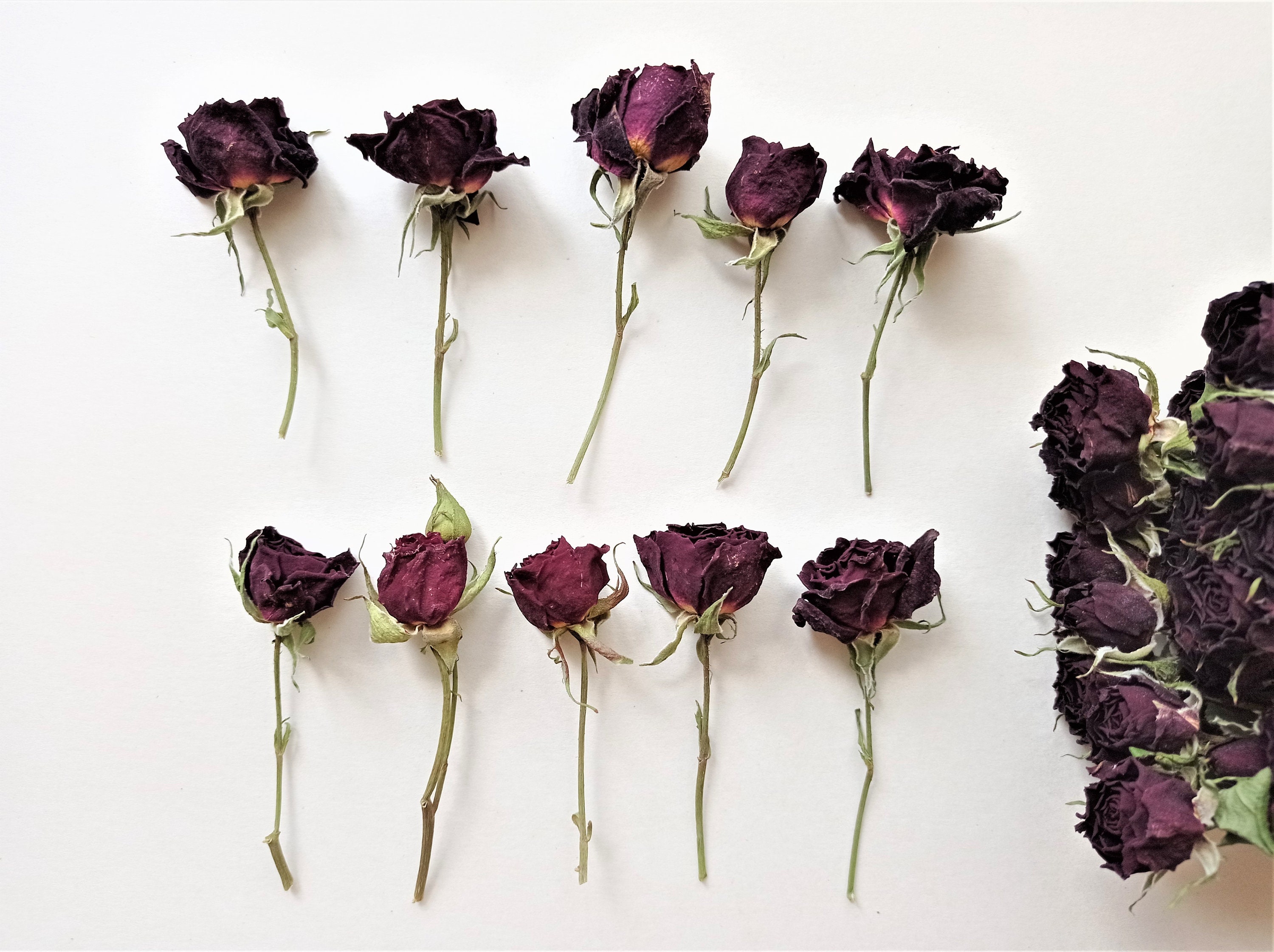 Dried Tiny Red Roses 5pcs, Small Burgundy Roses, Dark Red Dried Roses for  Decors 