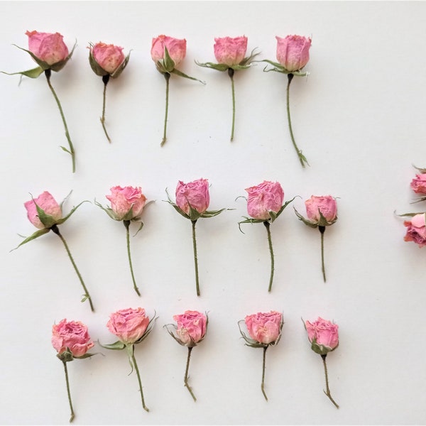 Dried tiny blush pink roses 5pcs, Dried pink beige roses, Small dried rose flowers for crafts