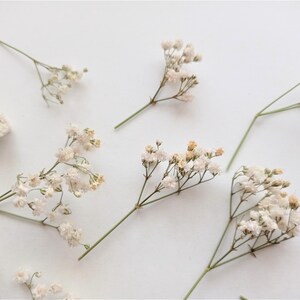 Pu&ograve; includere: Una collezione di delicati fiori di gipsofila essiccati sparsi su una superficie bianca. I minuscoli fiori bianco crema sono raggruppati su sottili steli verdi, creando un'estetica morbida e ariosa. La composizione &egrave; semplice ed elegante.