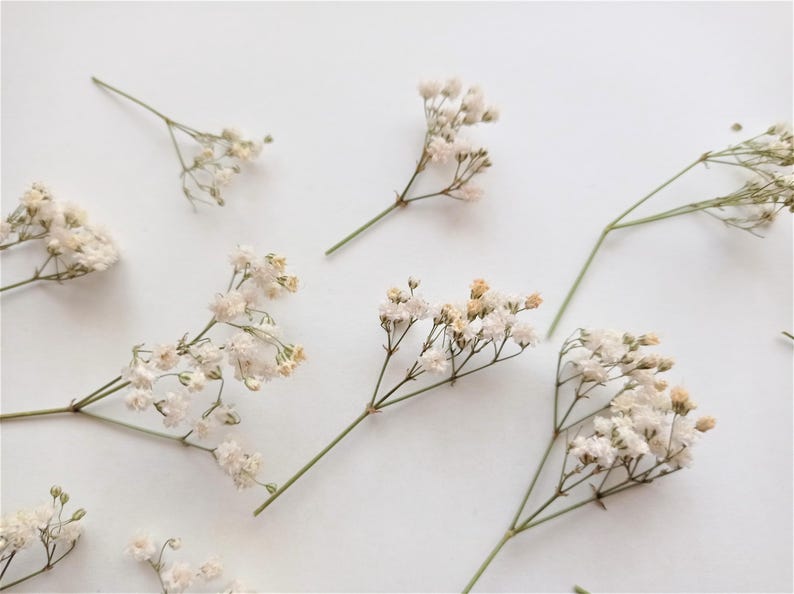 Pu&ograve; includere: Una collezione di delicati fiori di gipsofila essiccati sparsi su una superficie bianca. I minuscoli fiori bianco crema sono raggruppati su sottili steli verdi, creando un'estetica morbida e ariosa. La composizione &egrave; semplice ed elegante.