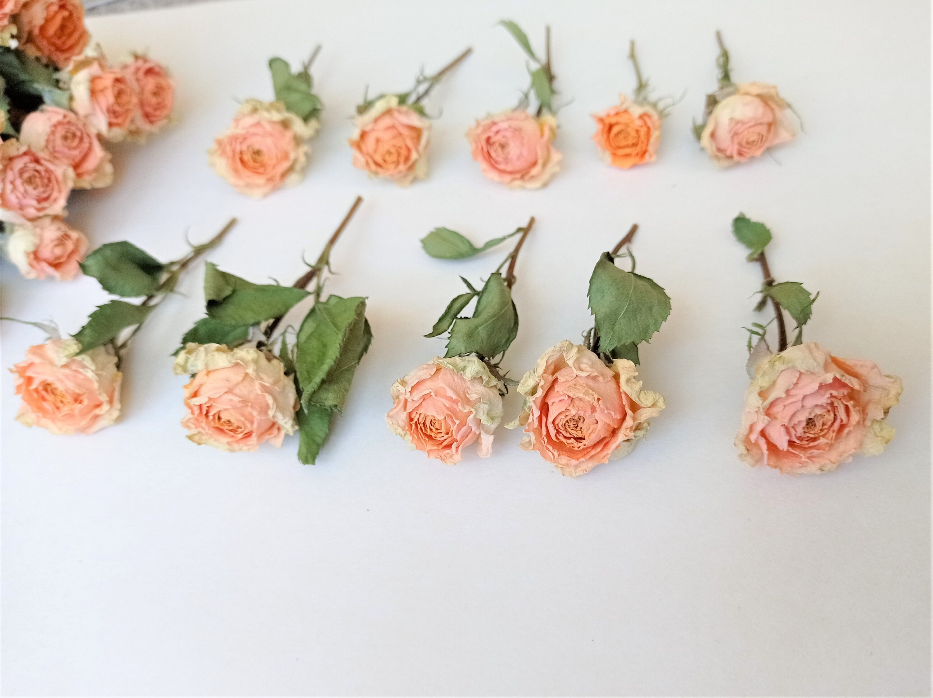 5pcs Dried Mini Roses, Dried Orange Roses, Tiny Dried Yellow Roses for  Crafts -  Israel