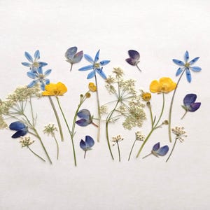 Set di fiori selvatici essiccati e pressati, fiori gialli essiccati, fiori blu essiccati, mix di fiori essiccati e pressati, fiori per candele