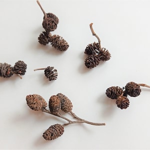 Mini organic alder cones 15/30pcs, Small pinecones for crafting, Crafting pinecones, Fairy garden cones