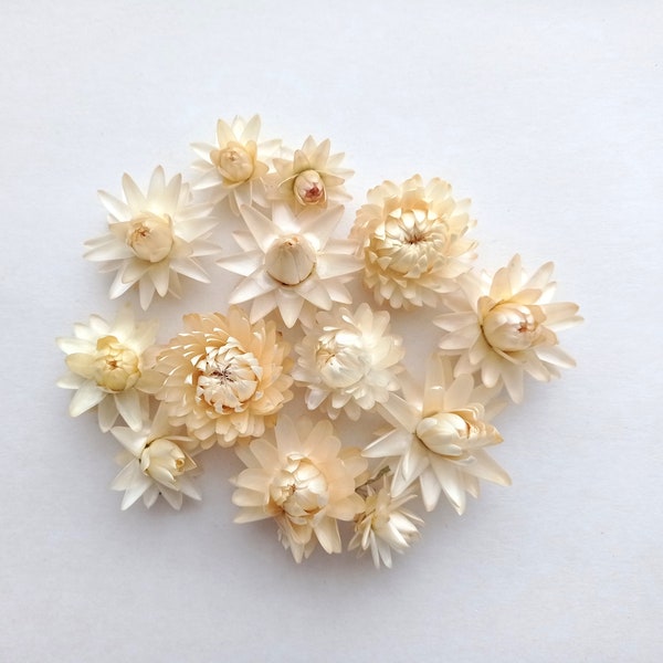 10pcs organic dried ivory helichrysum, Dried white strawflowers, Wedding decor, Flowers for resin, Dried vanilla white color flower heads