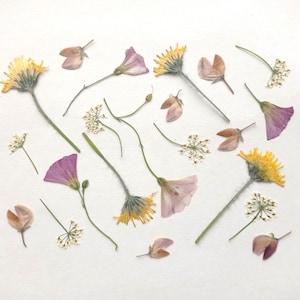 Set di fiori pressati da 21 pezzi, mix di fiori estivi pressati secchi, fiori delicati pressati sfusi, verde pressato, piante botaniche pressate