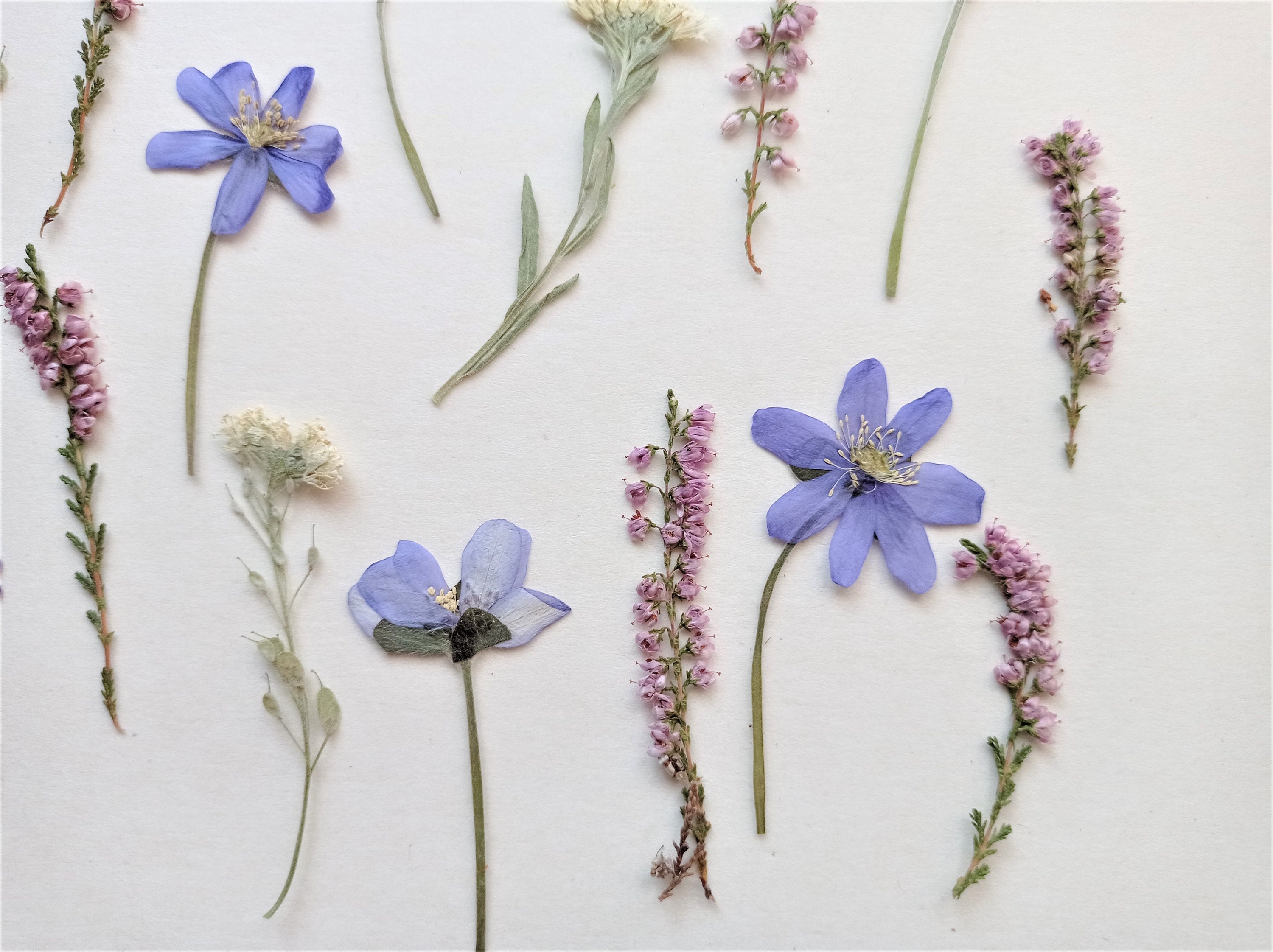 ODDAVA Dried Pressed Flowers 170+ Pcs Mixed Dried Flowers for