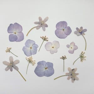 Set di 15 fiori pressati misti, veri fiori selvatici secchi, fiori secchi piatti, verde pressato, prodotti botanici secchi