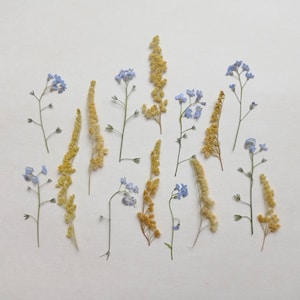 Fleurs séchées pressées 15 pcs, DIY bijoux, Carterie verdure, Cadre décoratif, Mélange de fleurs pressées Presse de bruyère Presse forget me not