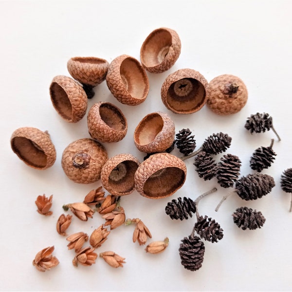 Small dried acorn and cone mix 36pcs, Dried mini pine cones, Alder pinecones, Mini cedar pinecones, Acorn caps