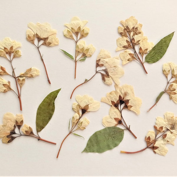 Pressed ivory flowers 10pcs, Dried pressed beige jasmine flowers, Pressed philadelphus flower stems for crafts