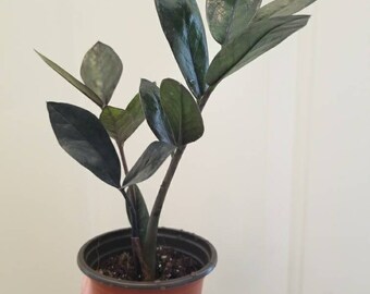 Small Black Raven Zz plant, Black Zamioculcas Zamiifolia plant