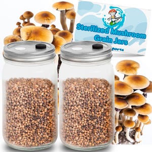 May include: Two clear glass jars filled with brown grain, each topped with a silver lid and a black cap. The jars are labeled "Sterilized Mushroom Grain Jars". The background features several mushrooms with brown caps and white stems.