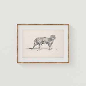 Vintage tigre pared arte tigre arte impresión tigre bosquejo tigre cartel vintage tigre arte impresión safari animal imprimible arte impresión pared decoración