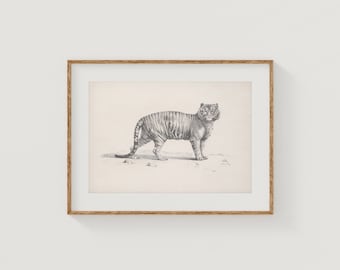 Vintage Tiger Wall Art Tiger Art Print Tiger Sketch Tiger Poster Vintage Tiger Art Print Safari Animal PRINTABLE Art Print Wall Decor
