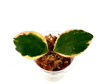 Hoya Palta (Incurvula Albo) - NOT rooted cutting