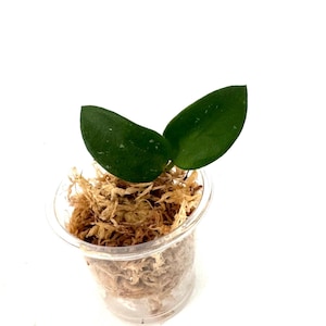 May include: A small green plant with two leaves growing in a clear plastic pot filled with brown moss.