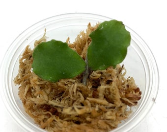 Hoya Kanyakumariana - NOT rooted cutting