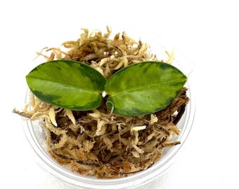 Hoya Cummingiana inner variegated - NOT rooted cutting