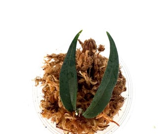 Hoya Oligantha - NOT rooted cutting