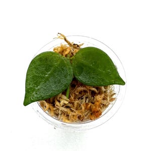 Dischidia sp Bandung - NOT rooted cutting