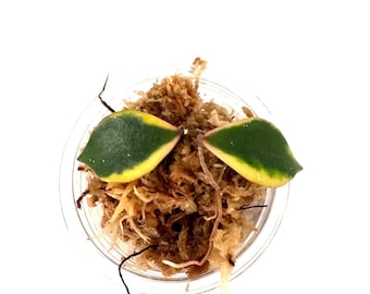 May include: A top-down view of a small, clear plastic container holding a plant cutting. The cutting features two green leaves with yellow edges, set in brown moss. The background is white.