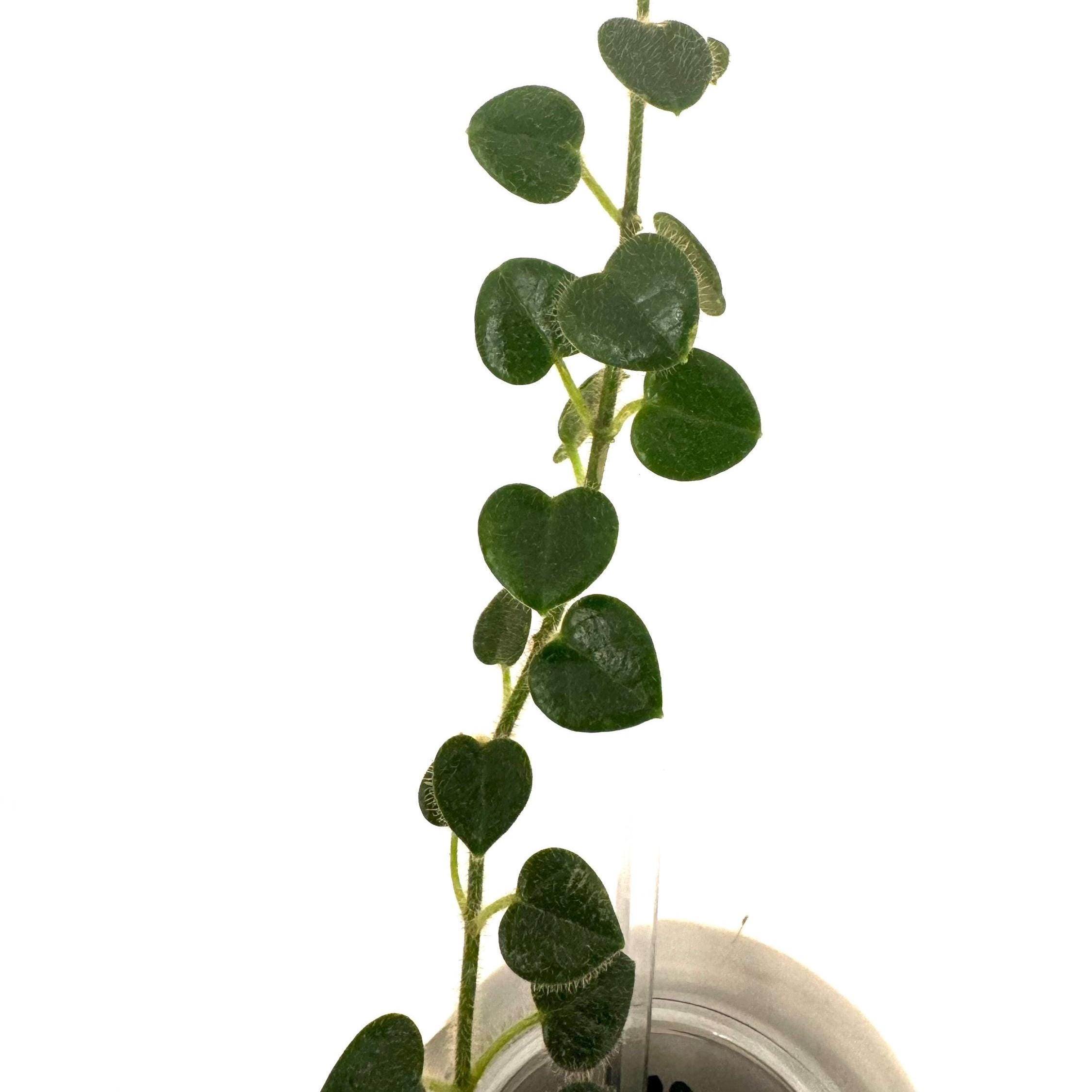 Oreosparte (fka Papuahoya SP01) - One Leaf NOT Rooted