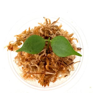 Dischidia sp Black - NOT rooted cutting