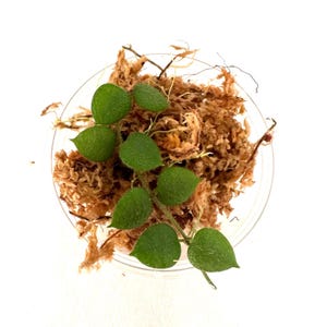 May include: A close-up of a small green plant with heart-shaped leaves growing in a clear container filled with brown sphagnum moss.