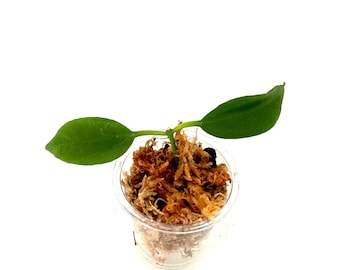 Dischidia Blue Flowers - NOT rooted cutting