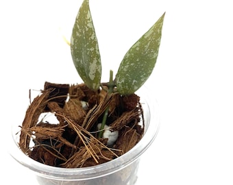 May include: A small, potted plant with two green leaves with white speckles. The plant is growing in a clear plastic pot filled with brown coconut coir.