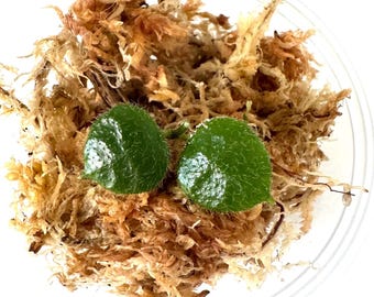 Dischidia Hirsuta red flower - NOT rooted cutting