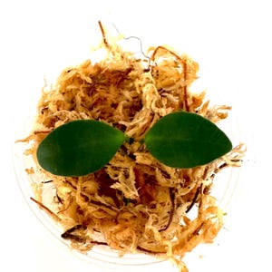 May include: A small green plant with two leaves growing in a clear container filled with brown sphagnum moss.