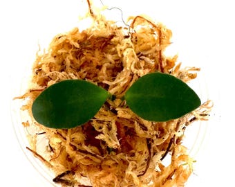 Hoya Kalimantan Mini Coin Splash - NOT Rooted Cutting - Etsy