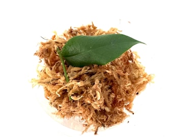 Hoya Paradisea - 1 leaf NOT rooted cutting