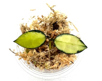 Hoya Illumi (Lacunosa) - NOT rooted cutting